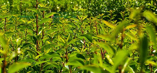 Hedging Plants